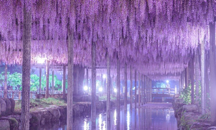画像：夢の中の世界みたい　夜霧の水路を染める藤棚が幻想的で美しい