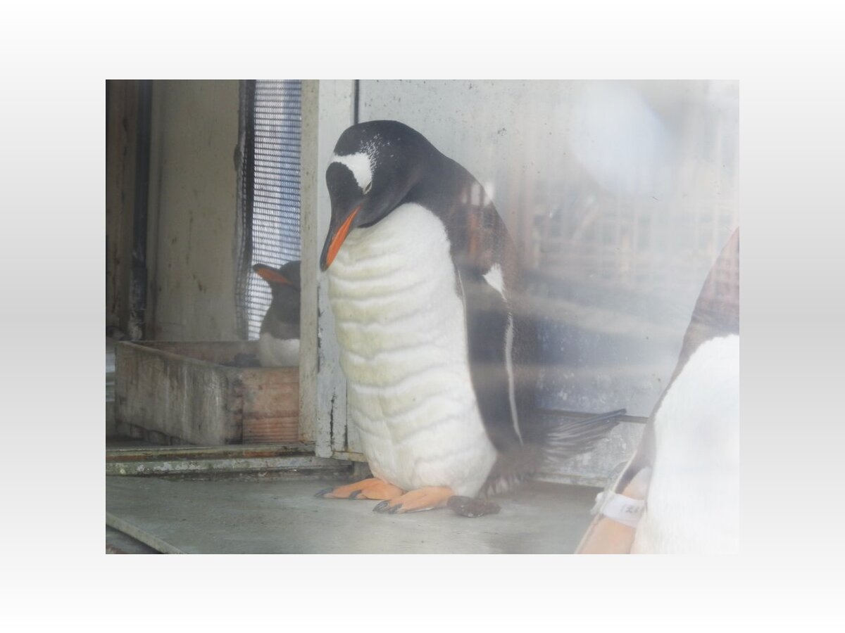腹筋バキバキにしか見えない 北海道で発見された マッチョペンギン が話題に 年4月26日 Biglobeニュース