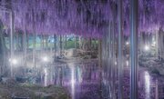 まるで大宇宙のきらめきだ...　愛知・天王川公園の「しだれ藤」が幻想的すぎる