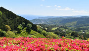 【5月7日（日）まで開催。入園無料】熱海の花の名所！6万株のツツジが咲き誇る「花まつり」