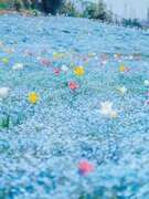 【20万いいね】大阪「まいしまシーサイドパーク」のネモフィラ畑、チューリップとの共演が話題 -「めっちゃキレイ」「ぽこぽこ咲いてて可愛い」の声