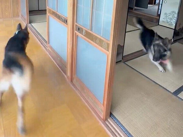 画像：愛犬のための古民家でおいかけっこするワンコがめちゃ楽しそう!「小さい子供みたい」「永遠に見てしまいます」
