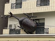 誰が何のために...？　浅草のマンションに張り付く、超巨大カブトムシの謎を追う