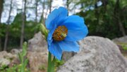 【 秘境の花「ヒマラヤの青いケシ」が見ごろ】六甲高山植物園 にて