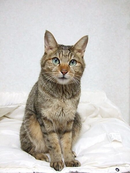 画像：大阪の地震で飼い猫の脱走相次ぐ　「自宅の周辺にいることが多い。落ち着いてペットの名前を呼んで」と専門家