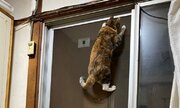 「東京フレンドパークやめろ」　猫さん、網戸で「ウォールクラッシュ」に挑戦してしまう