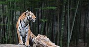 まるで「山月記」の世界だ...　浜松の動物園で撮影された「竹林にたたずむ虎」に反響
