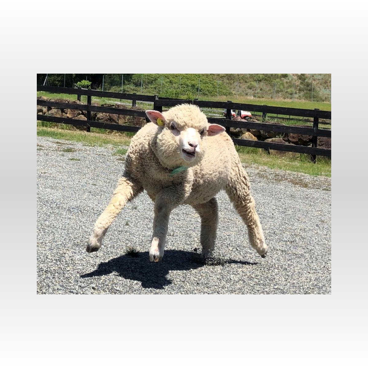 もう二足歩行にしか見えない 兵庫の動物園で発見された マッチョ羊 に騒然 公式がまさかのイラスト化 年7月10日 Biglobeニュース