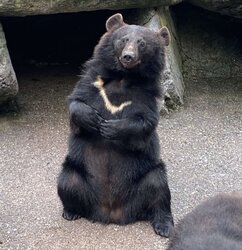 熊の鳴き声は おっさんの呻き にそっくりってホント クマ牧場に聞いてみた 21年7月28日 Biglobeニュース