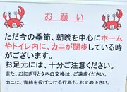 「カニに柿を投げつけるのはやめて」　江ノ電・長谷駅の注意ポスター、完全に「さるかに合戦」だった