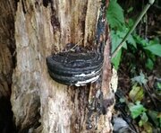木に「オレオ」が刺さってる...？　富山の山中で発見された謎の物体、その正体を専門家に聞いた