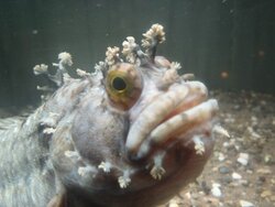 チョウザメに指をパクパクされてみない 北海道の水族館にいる けったいな魚 と仲間たち 18年9月4日 Biglobeニュース