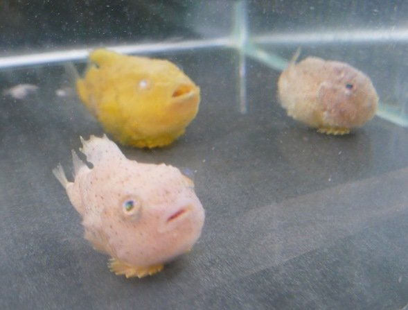 写真ニュース 2 5 チョウザメに指をパクパクされてみない 北海道の水族館にいる けったいな魚 と仲間たち Biglobeニュース