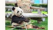 【HAPPY PANDA FES 2023】2023 ジャイアントパンダ グローバル誕生祭！