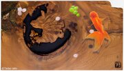 天然の木目がアートに変わる　水彩画ならぬ「木彩画」個展、東京・銀座で開催