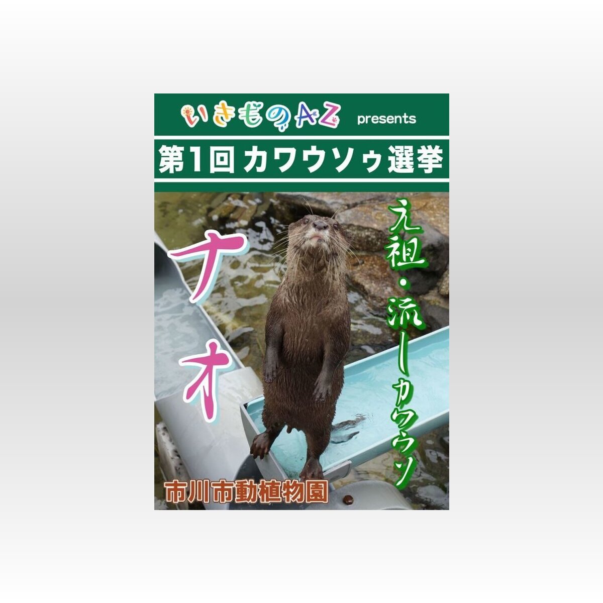 84候補が出そろって いよいよ総選挙に突入 カワウソの話です 17年9月7日 Biglobeニュース