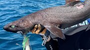 400種超を釣り上げた深海魚ハンターも「初めての種類」　江ノ島沖で遭遇した超激レア深海ザメに大興奮「ヤバすぎ」「これは貴重！」