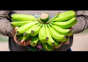 広島で「皮ごと食べられるバナナ」が栽培されているらしい