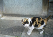 猫の町・尾道で行われた「TNR」に注目集まる