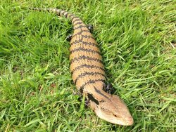 あのumaの正体がついに判明 淡路島の動物園で ツチノコ にしか見えない生き物が飼育されていた 年9月25日 Biglobeニュース