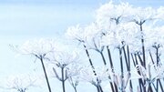 まるで雪の花だ... 彼岸花の名所に広がる幻想風景に「白銀の世界みたい」「ほろりと涙が」