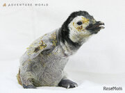 ペンギンの赤ちゃん、アドベンチャーワールドで公開