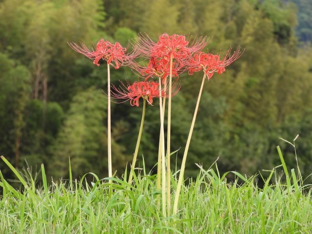 ヒガンバナの葉ってどこにあるの 植物の専門家に聞いてみた 年10月10日 Biglobeニュース