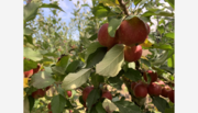 【りんごの美味しさを知りたい！】「農業体験と料理教室ツアー」
