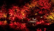 〈11/10(金)〜開催〉八芳園の庭園が赤に染まるライトアップイベント　秋、開花。『TOKYO RED GARDEN AUTUMN FESTIVAL 2023』