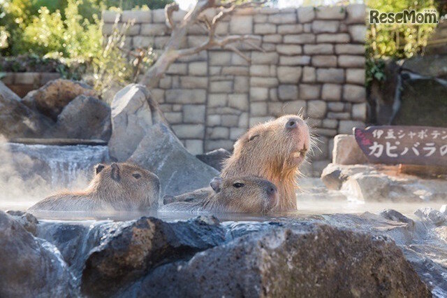 画像：伊豆シャボテン動物公園　元祖カピバラの露天風呂
