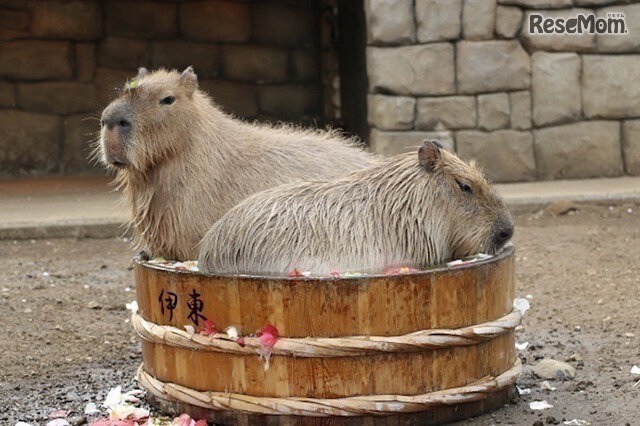 画像：伊豆シャボテン動物公園　元祖カピバラの露天風呂　タライの湯
