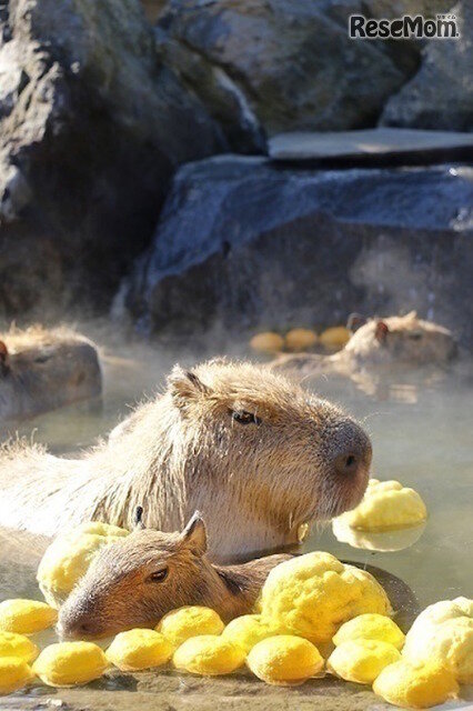 画像：伊豆シャボテン動物公園　元祖カピバラの露天風呂　ゆず湯