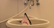 サメの頭が洗面所から飛び出している！　まるでパニック映画な光景に青ざめる皆さん