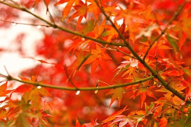 写真ニュース 1 1 紅葉がキレイに色づくためには 寒い朝 と 秋の雨 が超重要らしい Biglobeニュース