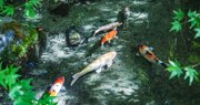 鯉が飛んでる！　京都の寺にある池の透明感がハンパない写真を撮ったら、絵画みたいな仕上がりに