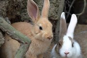広島「ウサギの島」に異変　観光客の迷惑行為で崩れる生態系