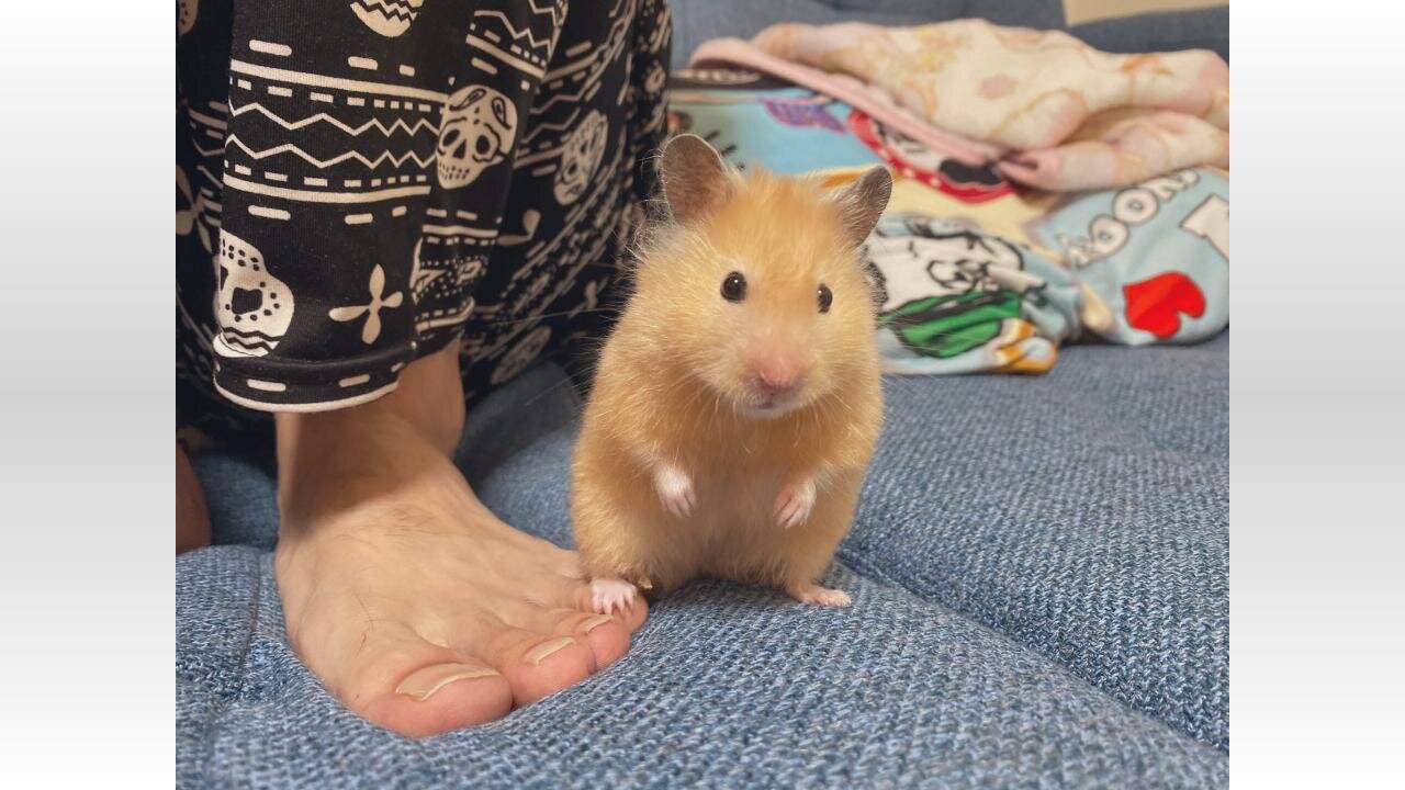 まるで女王様? 人間を「確実に下に見てる」ハムスター様の行動が