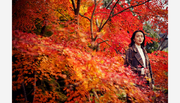 【紅葉が見ごろで楽しめます】神戸の紅葉の名所「布引の紅葉」間もなく見ごろに。