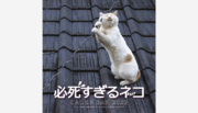 【渋谷で開催】『必死すぎるネコカレンダー2023』の写真家 沖昌之氏の写真展＆トークイベント