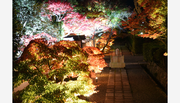 【川西市で紅葉】「満願寺の宵の紅葉」境内が優しく照らし出される