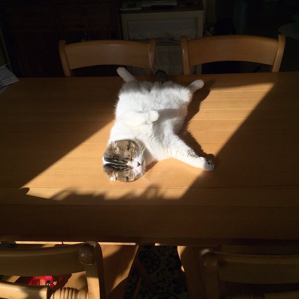 画像：気持ちいいニャ…お腹全開でテーブルの上で日光浴する猫が可愛いと話題に/画像提供：どんぐり（@akihimatandon11）さん
