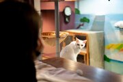 猫に見守られながら眠る宿泊施設、大阪で2019年冬オープン「猫たちがキャットウォークから室内を覗き込みます」