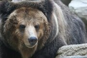 「体長70メートルのクマが目撃されました」　山形県警メールにまさかの誤植→「70センチの誤りでした」と謝罪