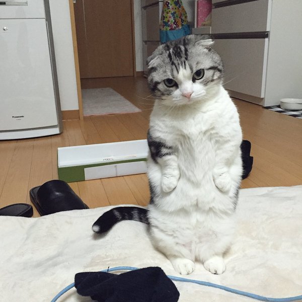 画像：物憂げな表情で立ち尽くす猫　お腹が減って催促する姿が可愛いと話題に/画像提供：まっぷーちん（@map_u_chin）さん