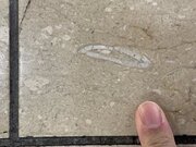 名古屋駅の床で「ウニの化石」大量発見　なぜこんなところに？専門家に聞いた