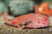 「ゾクゾク深海生物 2018」がサンシャイン水族館で開催　深海生物に触れる「ゾクゾクタッチ」やメンダコケーキが登場