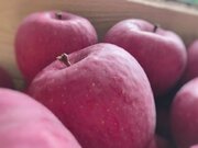 青森の農家に聞く「究極に美味しいりんご」の見分け方　ポイントは表面の凹凸にあった