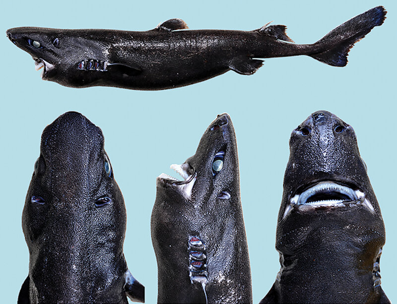 画像：新種のサメが「ニンジャ」と命名　艦これの深海棲艦「駆逐ロ級」にしか見えないと話題に/画像はニンジャカラスザメ＝Victoria Elena Vasquez/JOSF
